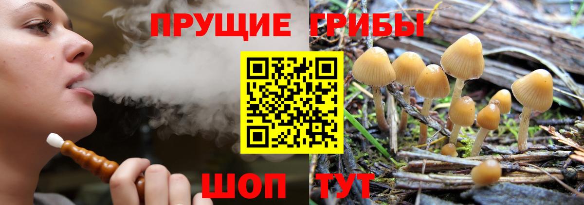 наркота  Вход с VPN  Курчалой  Псилоцибиновые грибы Cubensis 